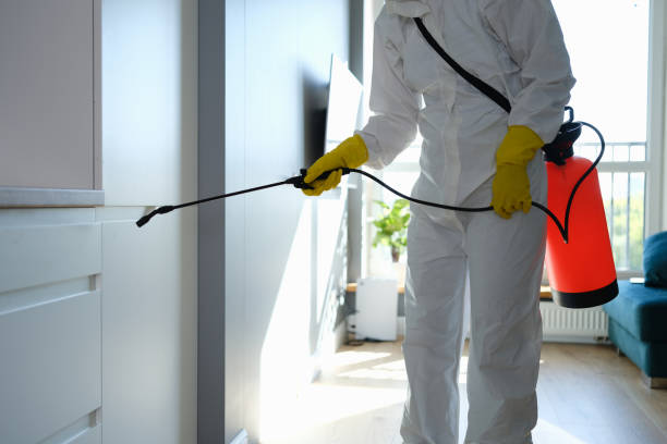 Trusted Santa Cruz, CA Mold Removal Experts