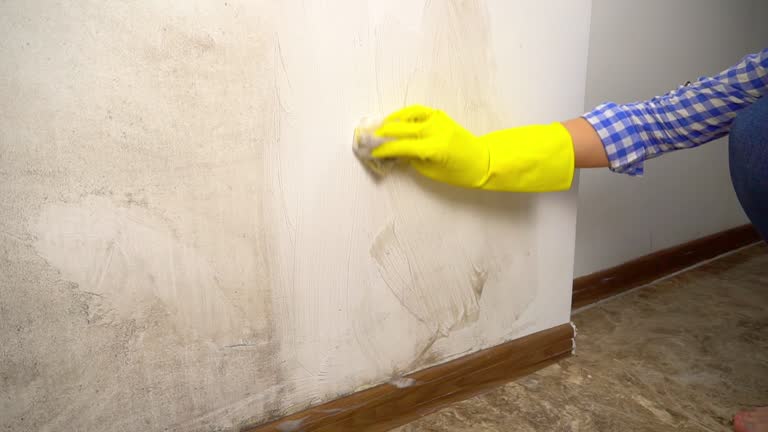 Mold Documentation for Insurance Claims in Santa Cruz, CA